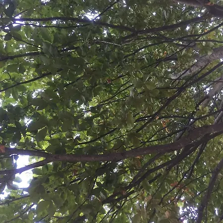 Casale Degli Ulivi * Gualdo Tadino